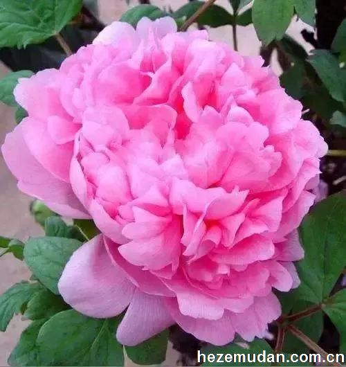 肉芙蓉