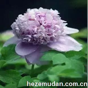 紫蓝葵