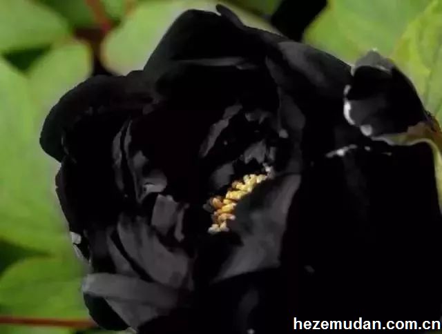 黑花魁