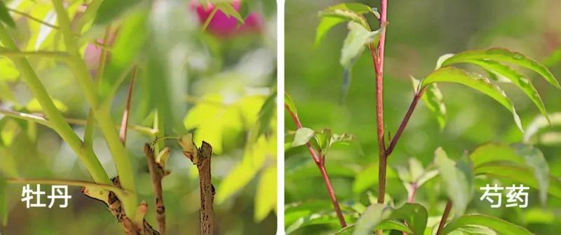 如何分辨牡丹和芍药？丹和芍药的区别